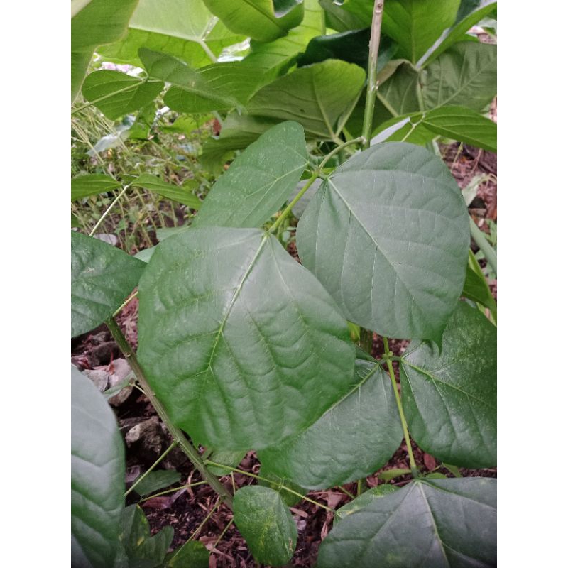 

Daun Dadap Serep