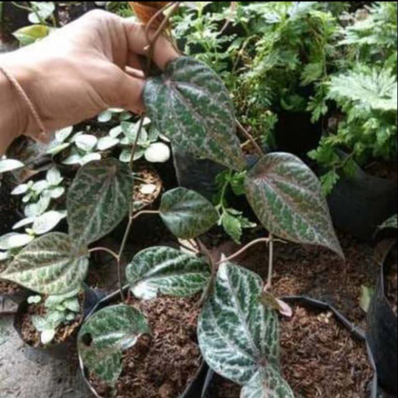 Tanaman Sirih merah /tanaman herbal sirih merah