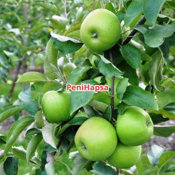 Bibit Apel Malang Batang Besar Siap Berbuah Spesial LIVE
