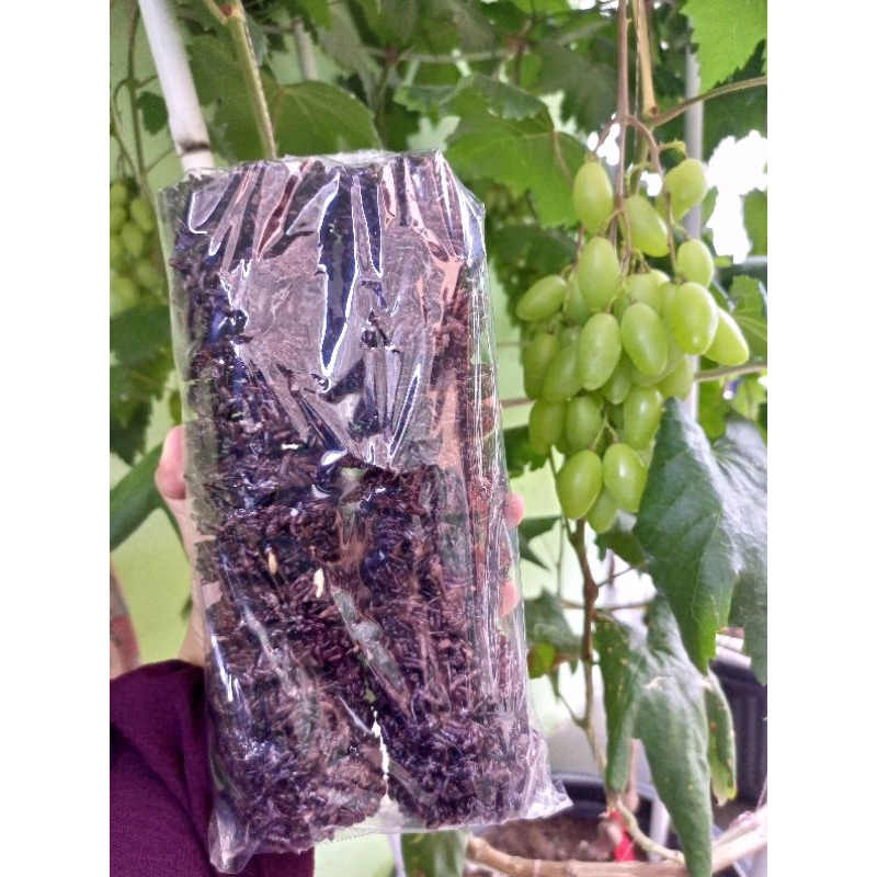 

rengginang ketan 500gr | rengginang ketan hitam 500gr | rengginang terasi merah 500gr | rengginang terasi putih 500gr | rengginang ketan gurih | rengginang mentah