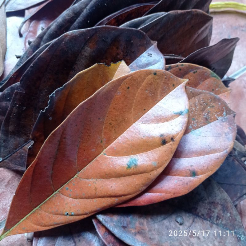 

Daun nangka kering herbal pet 250 gram