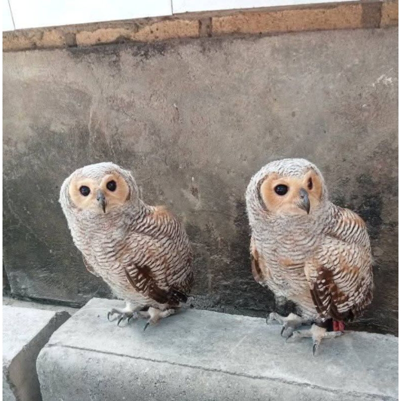 Burung hantu Strix Seloputo owl jinak strix