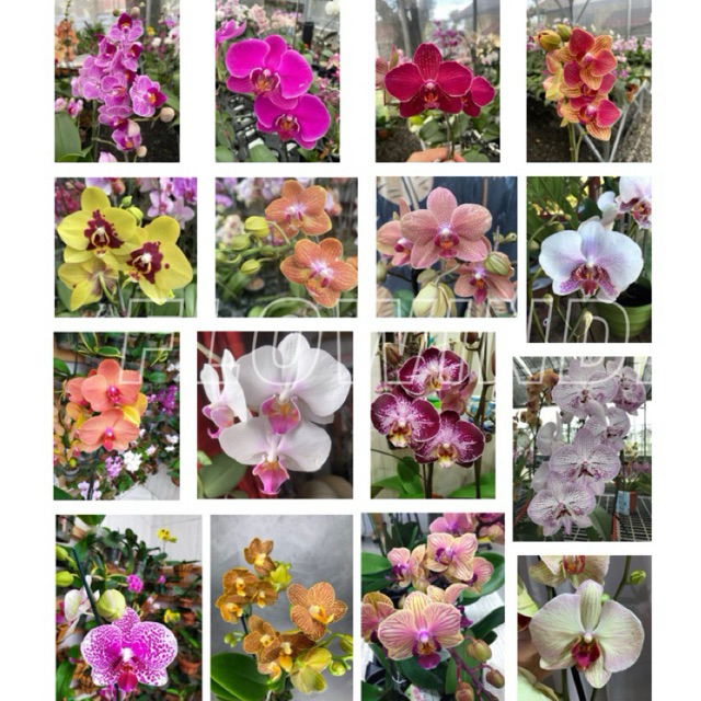 Bunga Anggrek Bulan Taiwan Species Phalaenopsis Ukuran Remaja bukan BIBIT Siap berbunga termurah ber