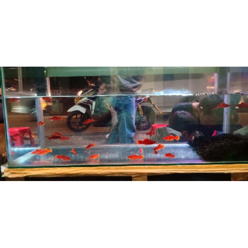 Hiasan Platy Bloodred