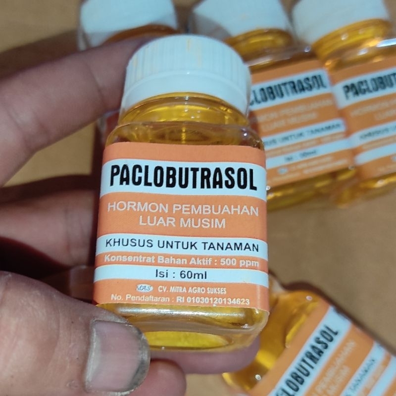 GA3 Paclobutrazol hormon perangsang buah di luar musim, untuk tanaman yg sudah berbuah