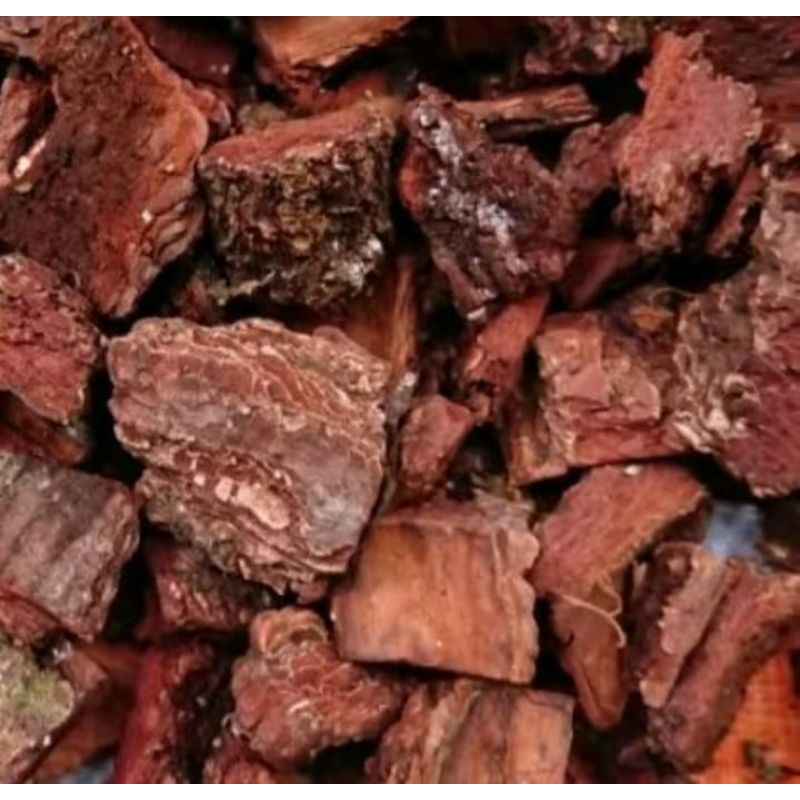 pinus cacah media tanaman anggrek