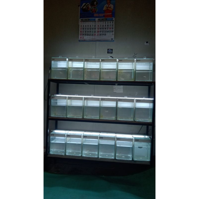 aquarium Channa auranti cb China 4-5cm full pelet marking rapi²