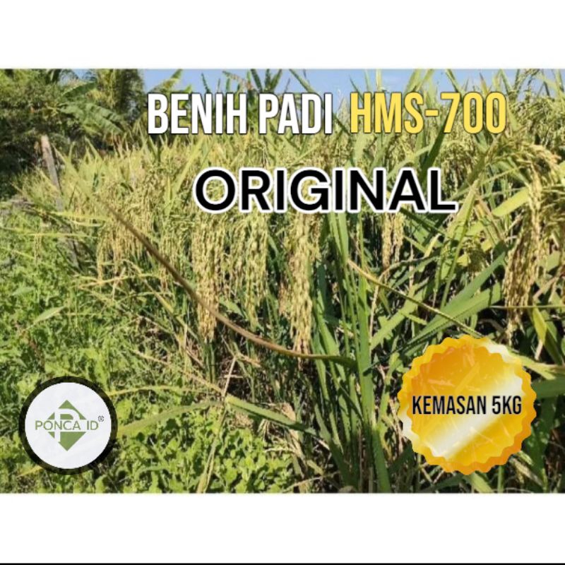 Benih Bibit padi HMS 700 ORIGINAL kemasan 5kg