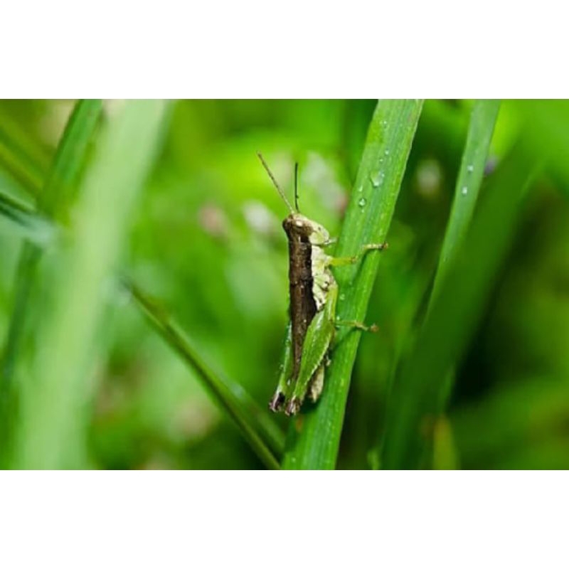 

belalang sawah hidup 10 ekor