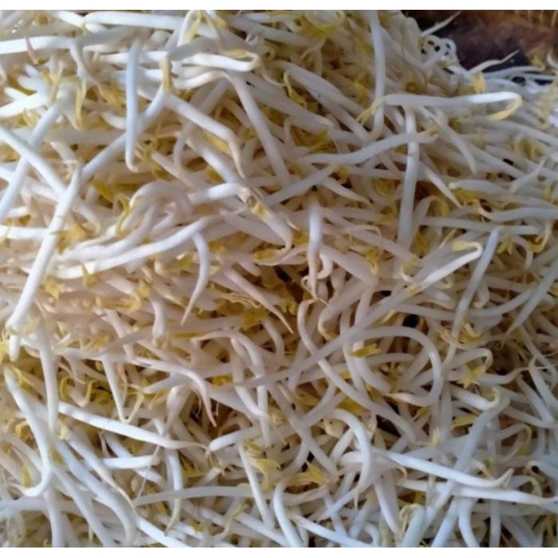 

tauge fresh 250 gram