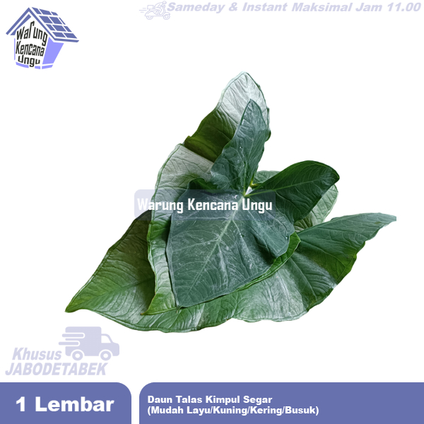 

Daun talas kimpul Bogor/ fresh murah / bungkus buntil / masakan buntil segar lebar 1 lembar untuk pakan ikan gurame belitung