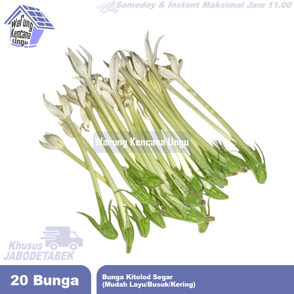 

Bunga Kitolod 20 Pcs Segar KHUSUS JABODETABEK