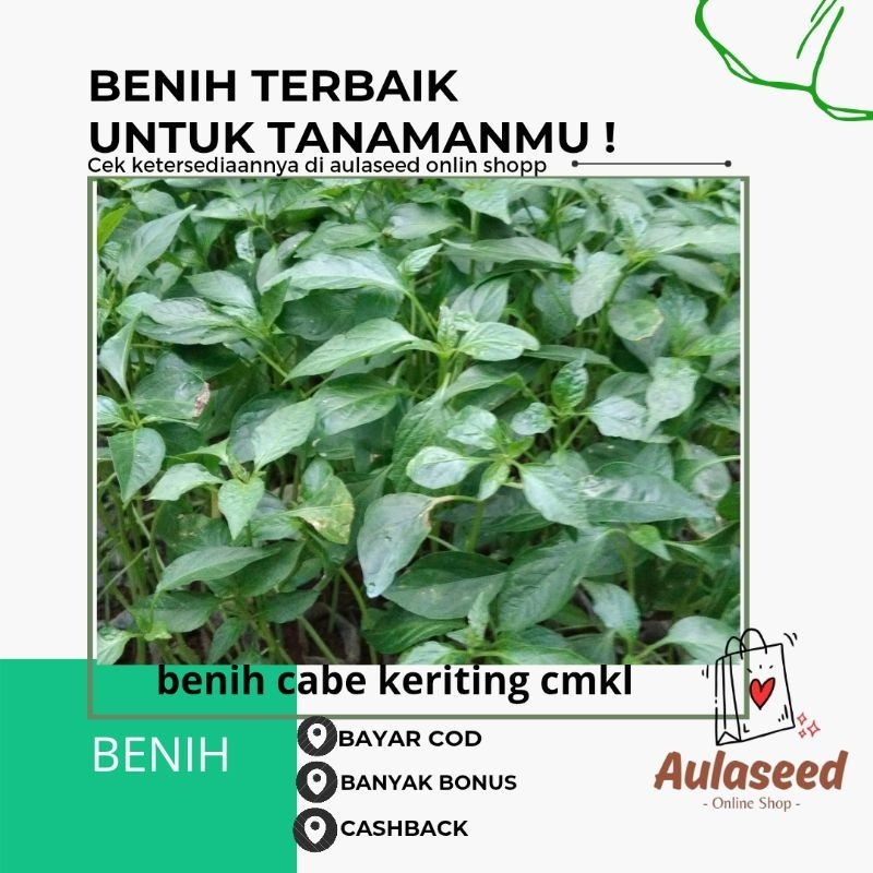 benih cabe keriting cmk tahan virus 20 batang bibit