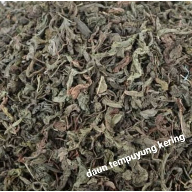 

Daun teumpuyung kering