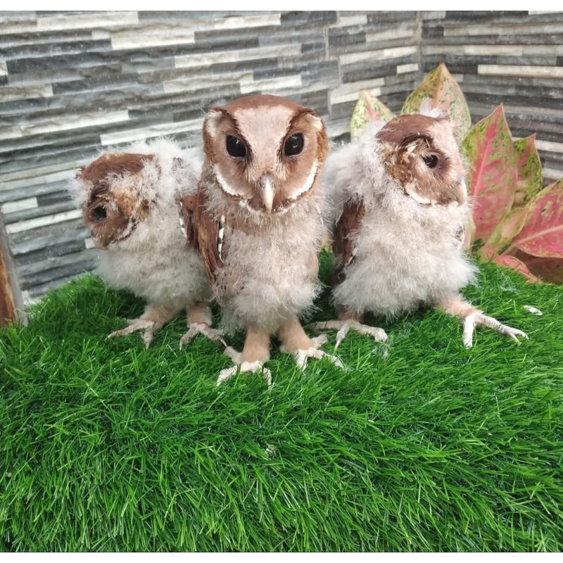 Burung Hantu bay owl obay owl