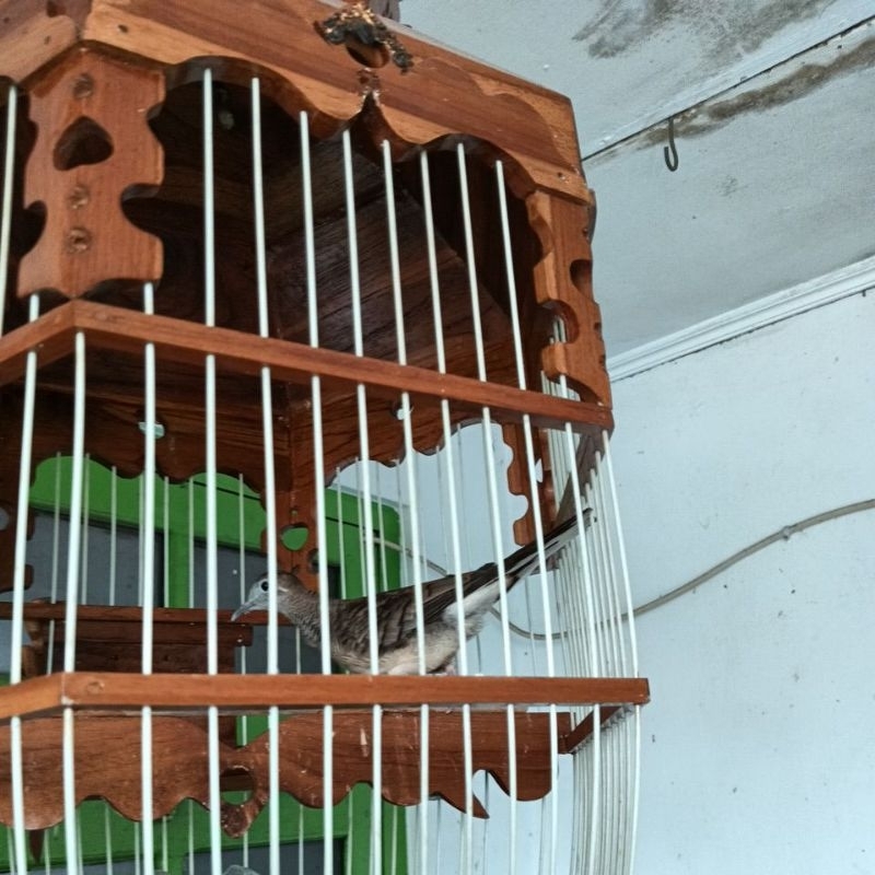 perkutut bangkok anakan usia 2-4 bln