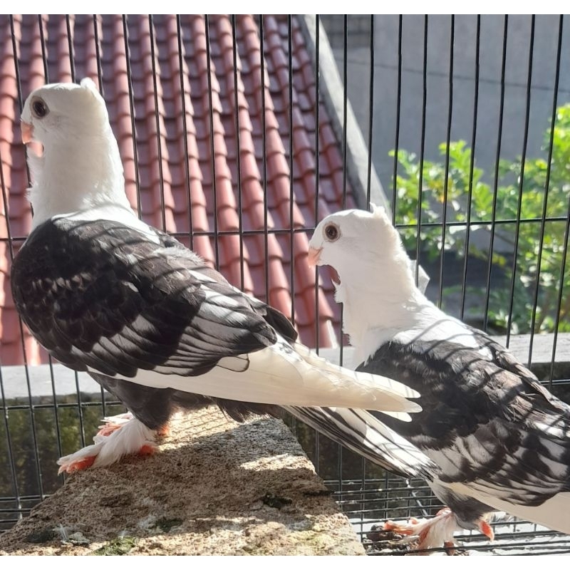BURUNG MERPATI HIAS BLACKLACE BETINA satuan