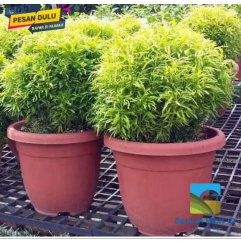 

bibit tanaman bunga brokoli super (beli 5 bonus 1)