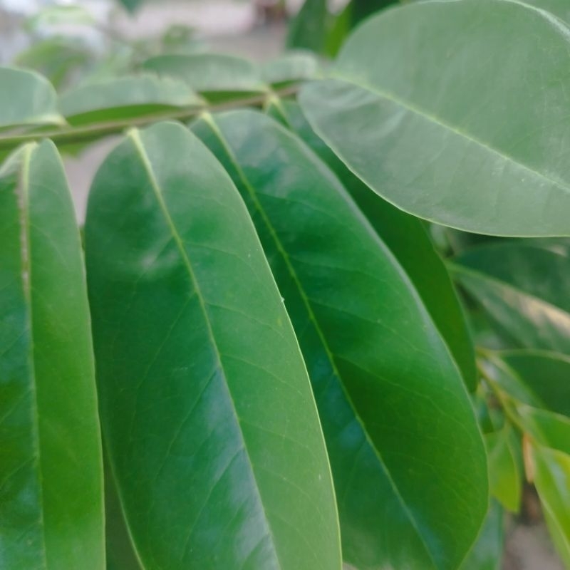 

Daun sirsak segar herbal kesehatan