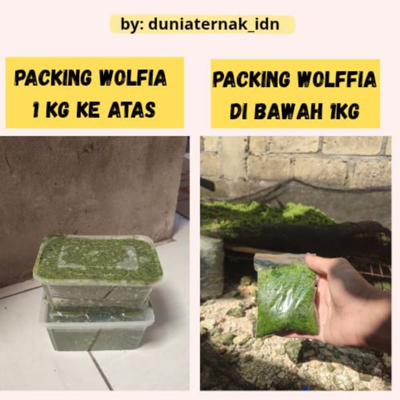 wolffia bibit kualitas super 1kg pakan ternak ikan hias murah benih wolfia wolfia bergaransi