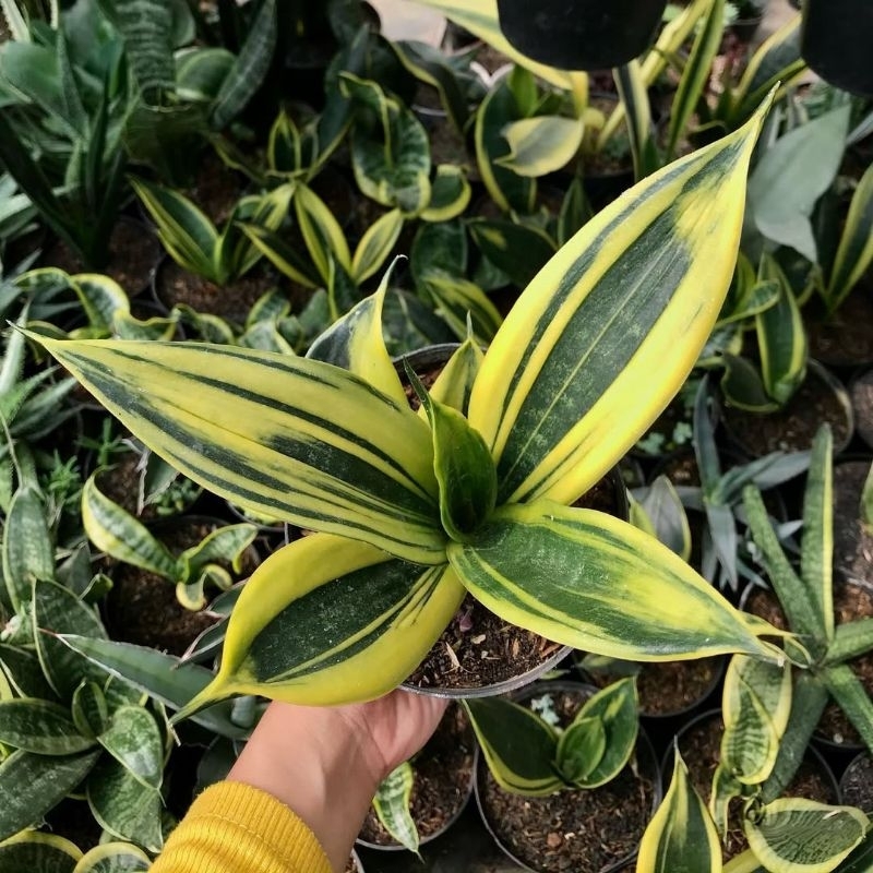 LIDAH MERTUA GOLD FLAME MINI | include pot | TANAMAN LIDAH MERTUA