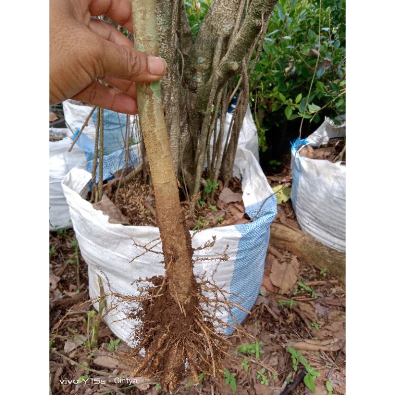 bonggol anting putri murah