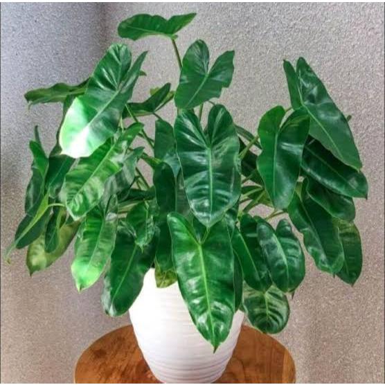 Tanaman Hias Philodendron Brekele Hijau