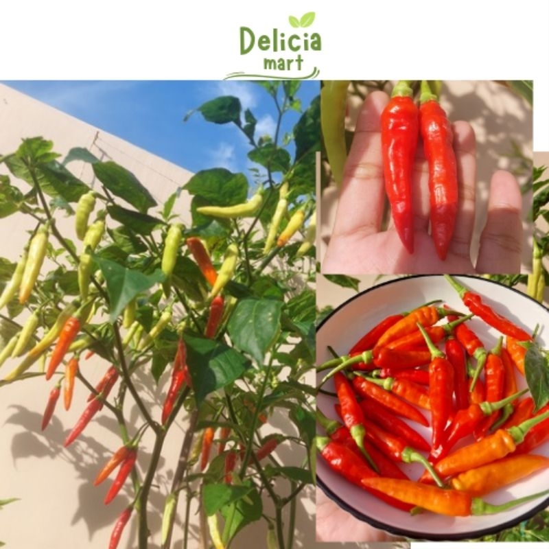 Benih Cabe Rawit Unggul