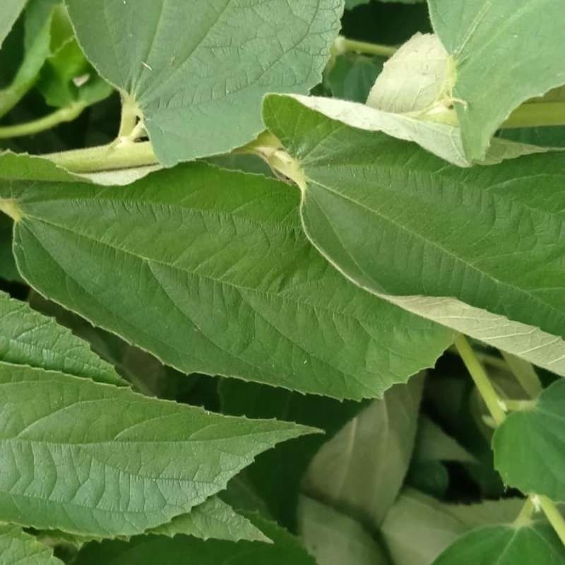 

daun kersen segar per lmbar