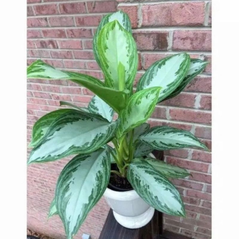 aglonema sri rejeki / sri rejeki