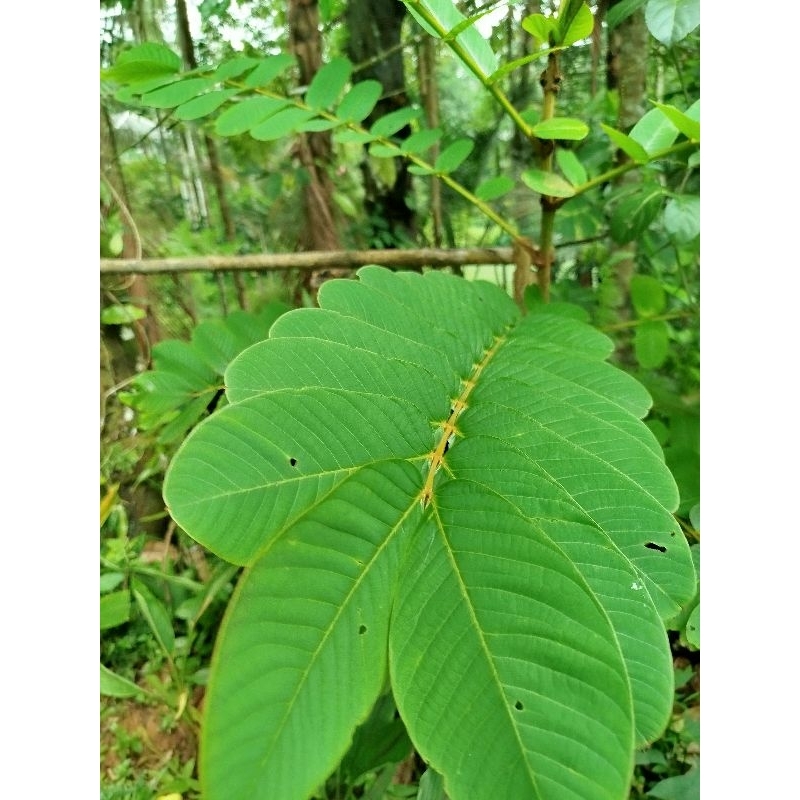 

Daun ketepeng segar obat kulit 500gram