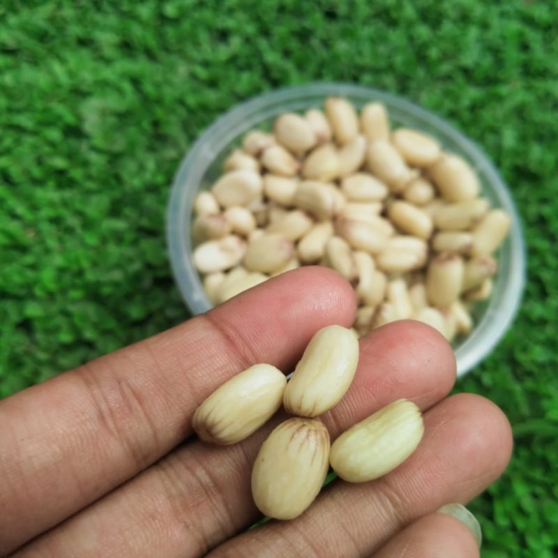 

Biji jarak matang sudah di olah 25 biji cocok untuk mancing ikan bawal harian masteran Galatama