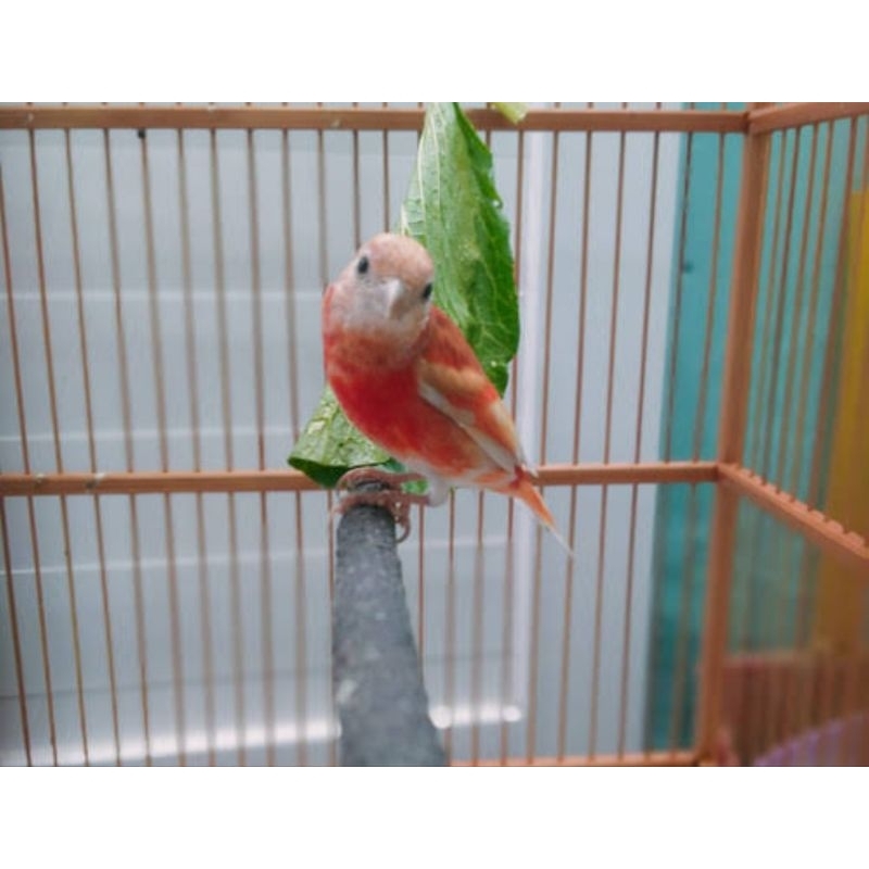 RED SISKIN DOBLE DILUTE TROTOL JANTAN