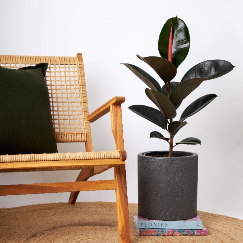Promo COD tanaman hias indoor ficus elastica - rubber plant - tanaman hias karet kerbau - tanaman hi