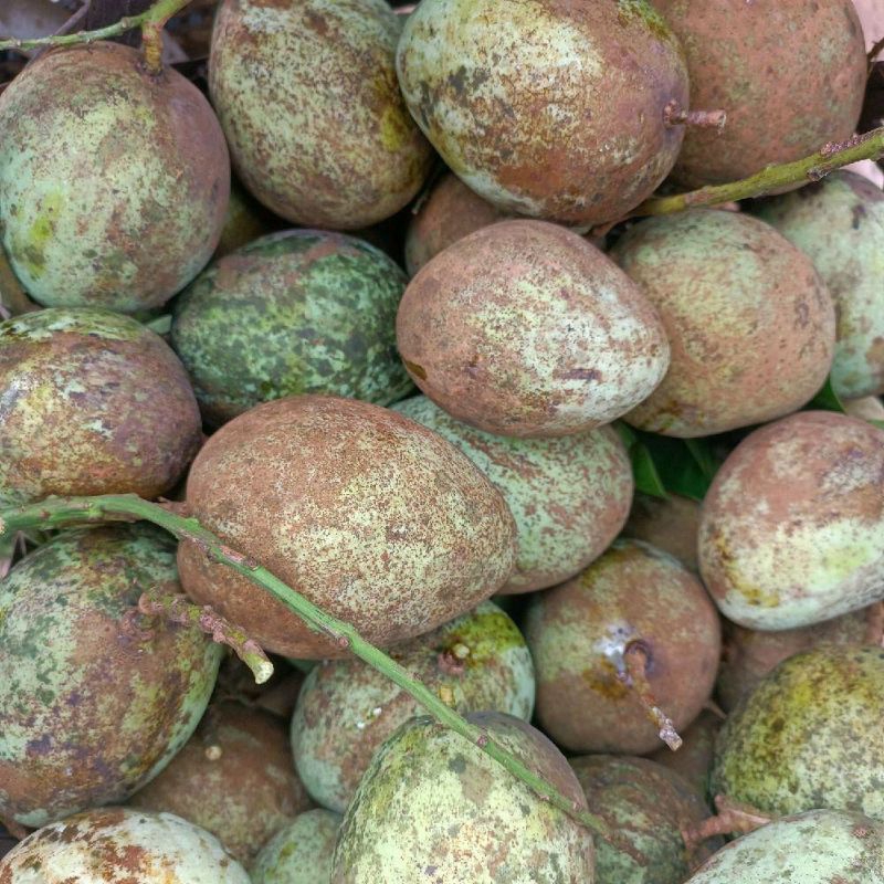 

mangga magrib 1kg muda cocok buat rujakan / mangga karat daging bersih