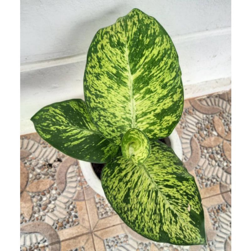 Adelonz Diven Anggun Ayu / Aglonema Dive Anggun Ayu.