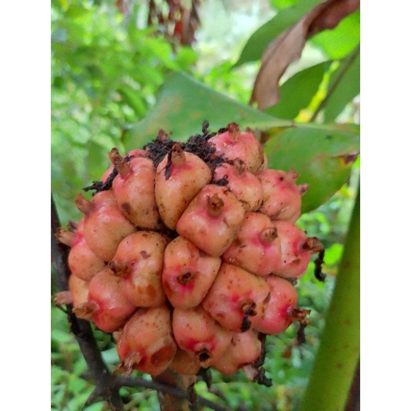 

Buah honje biasa Segar Fresh Murah 500 gram