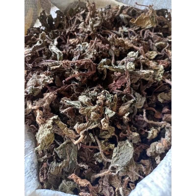 

DAUN CINCAU HITAM/JANGGELAN KUALITAS BAGUS