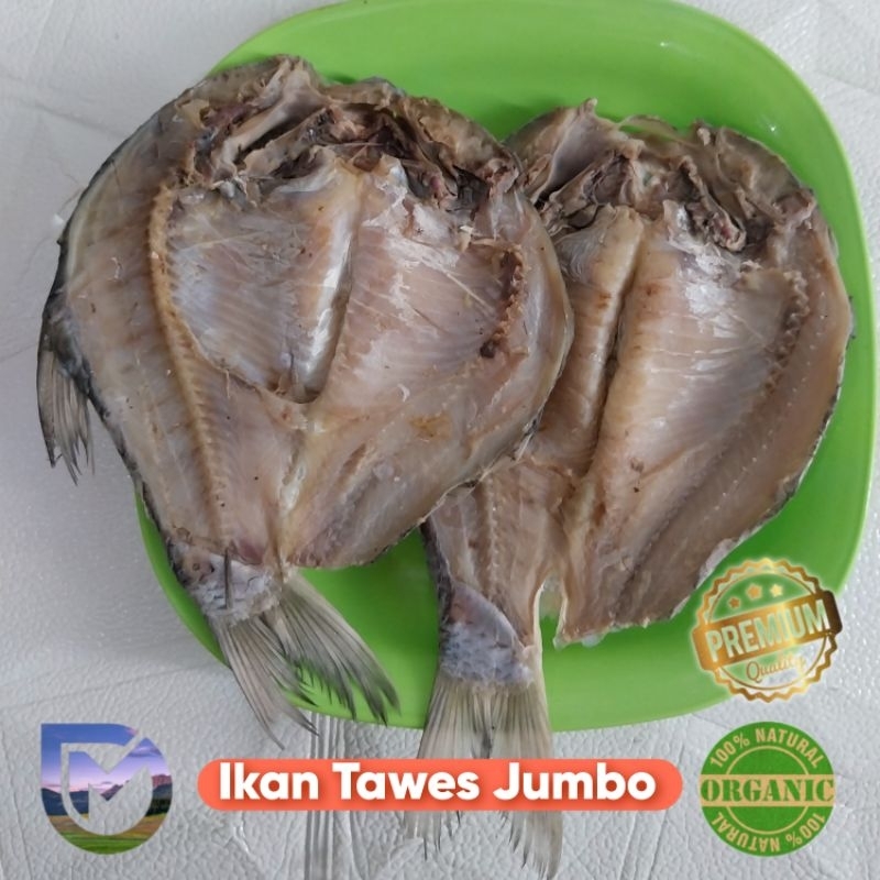 

Tawes Asin kering size JUMBO