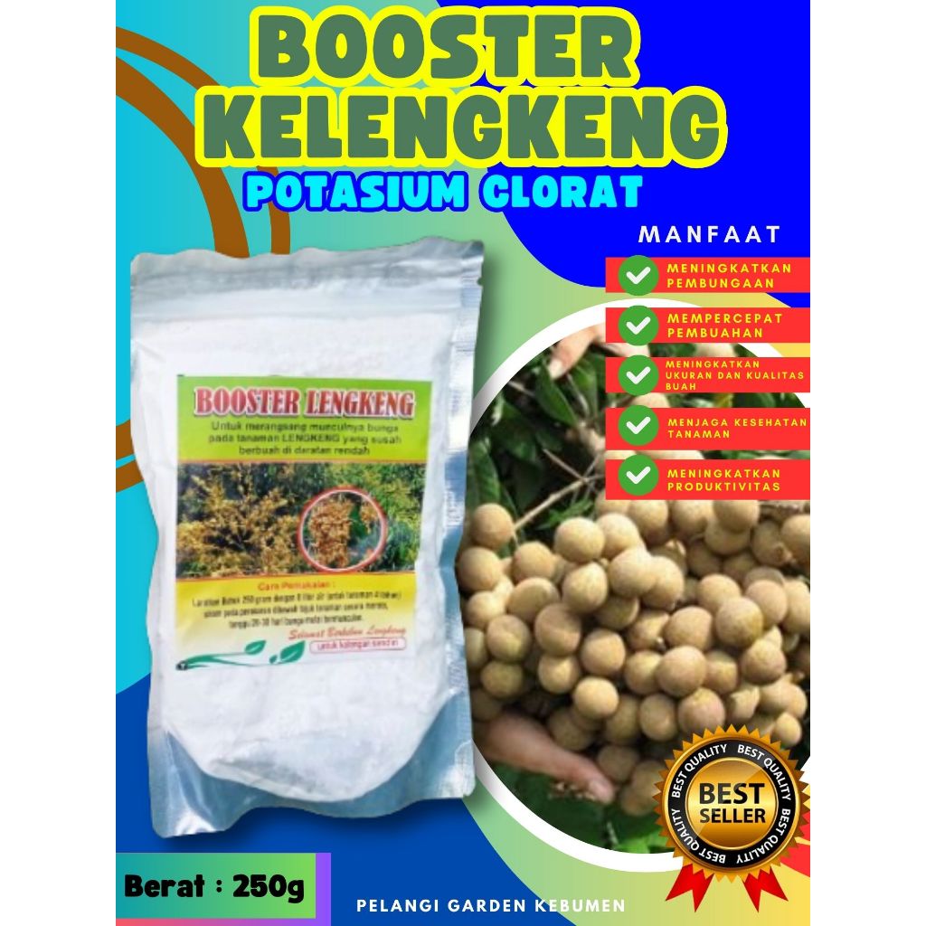 DIJAMIN ASLI  Pupuk Buah Kelengkeng Pingpong, Pupuk Buah Kelengkeng Pingpong Berbuah