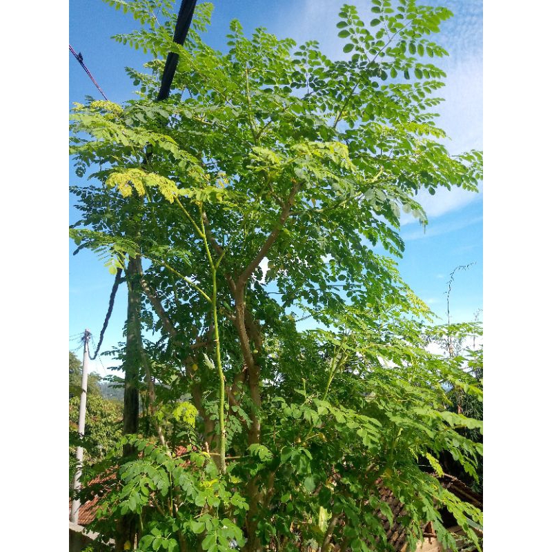 

daun kelor segar 500gram