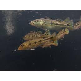 IKAN HIAS PBASS FOGO / IKAN HIAS PEACOCK BASS FOGO