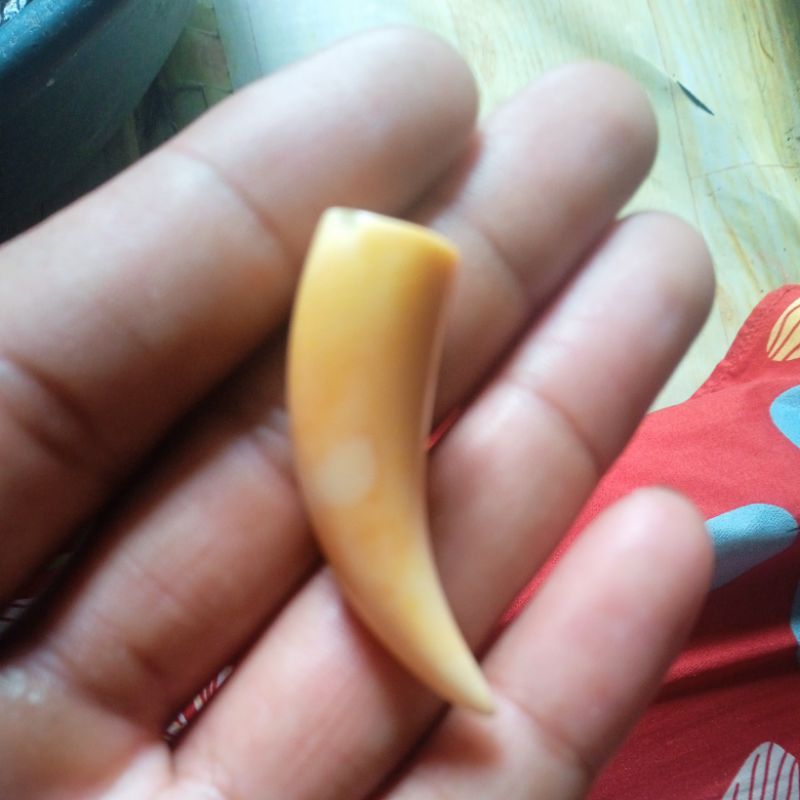 

gigi ikan saji