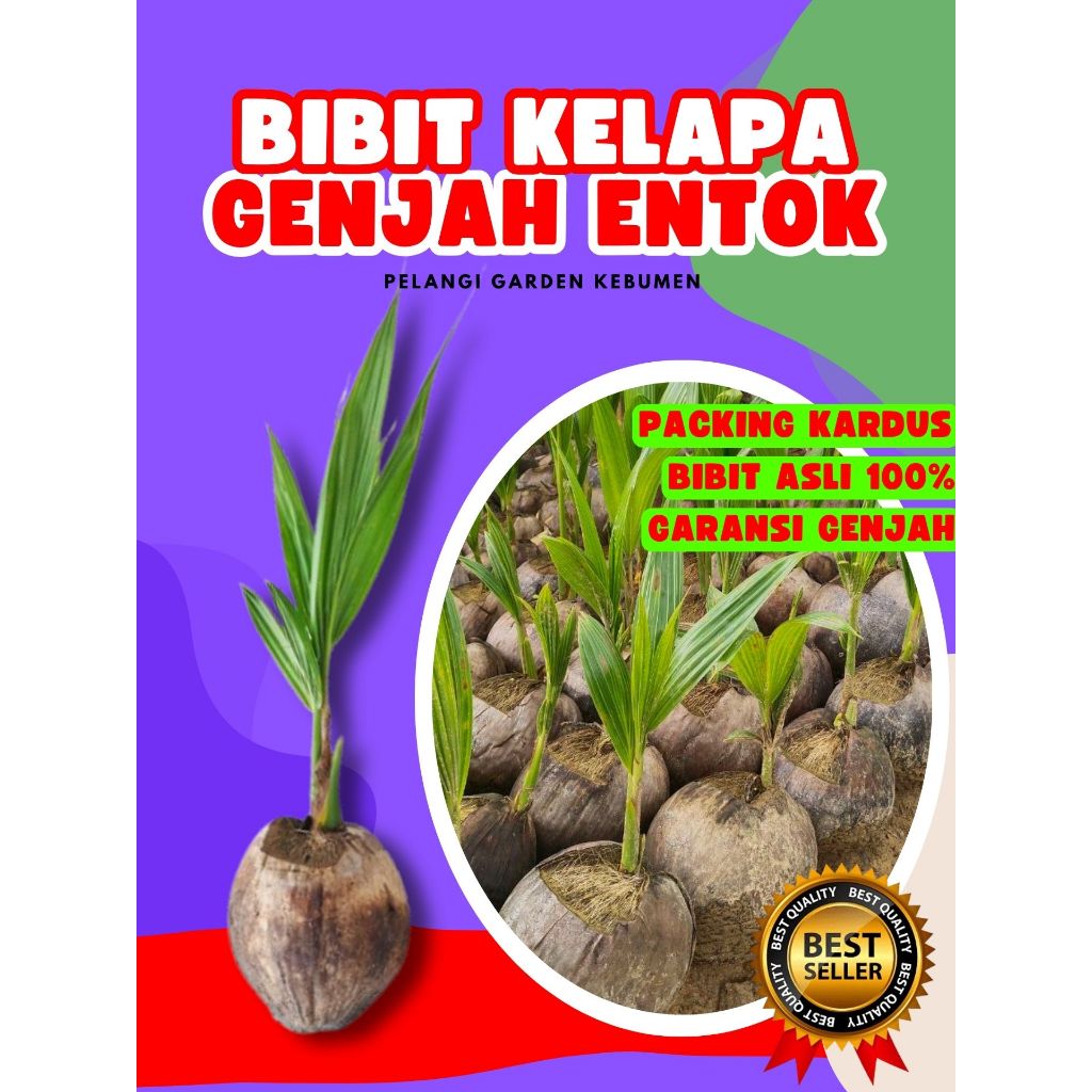 CEPAT PANEN.. Benih Buah Kelapa Genjah Entok Kebumen, Benih Buah Kelapa Genjah Entok, Benih Buah Kel