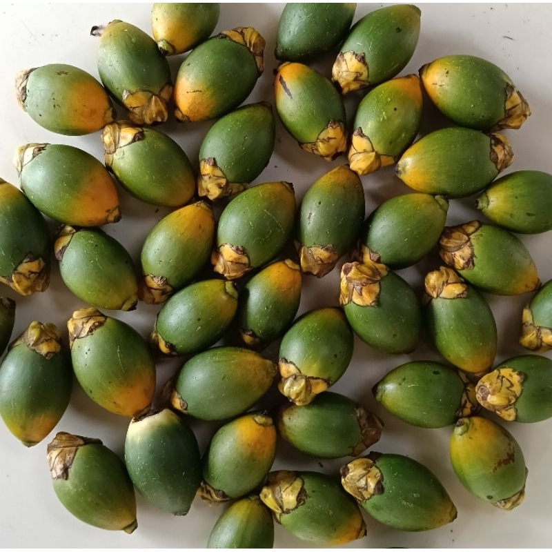 

buah pinang muda/jambe paket 15biji