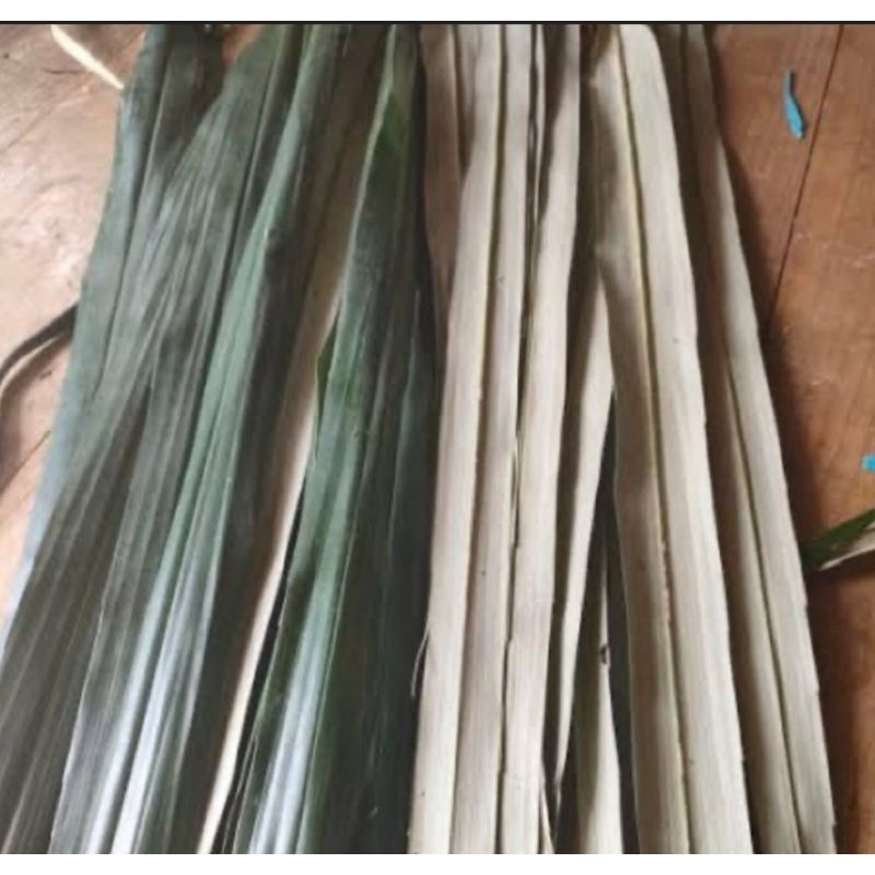 

Daun aren tua segar petik langsung isi 50 batang-az