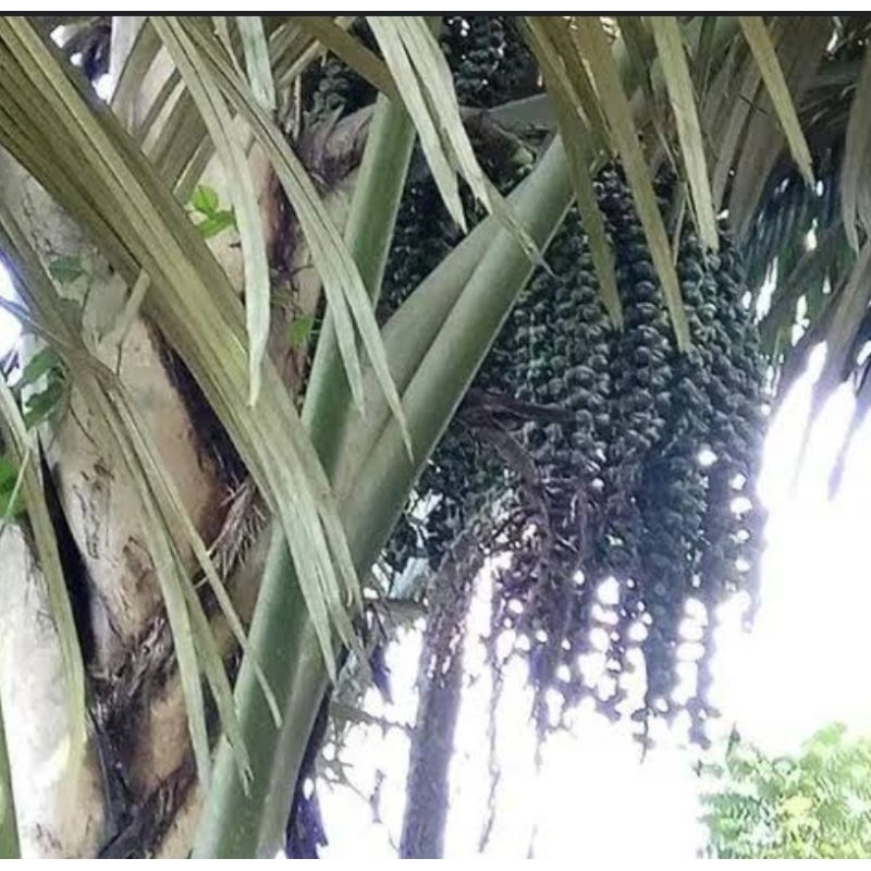 

Batang pohon aren segar batang aren isi 4 batang 40 cm
