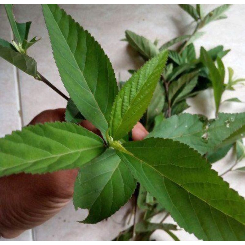 

Daun sidaguri obat herbal