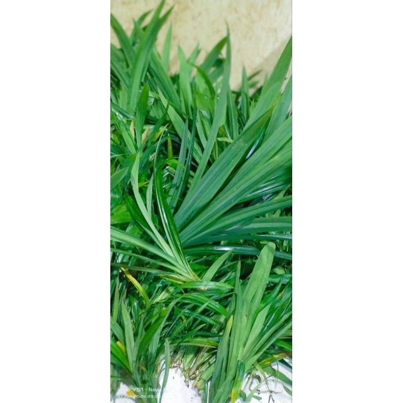 

Daun pandan segar