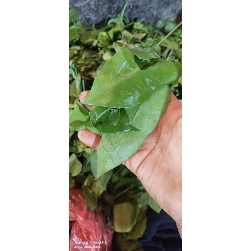 

Daun tangkil/melinjo